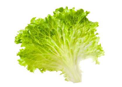 栽培单株生菜图片-栽培单株生菜素材-栽培单株生菜插画-摄图新视界