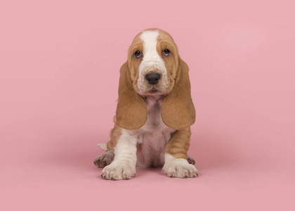可爱的棕褐色和白色的猎犬狗坐在粉红色的背景