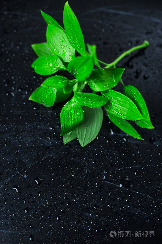 在水滴中的黑色背景上的绿色叶子背景copyspace