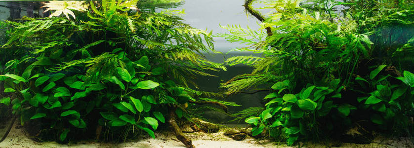 藻类植物生活环境图片