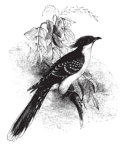 伟大的斑点杜鹃在其他鸟类的巢产卵, 他们作为自己的后代后, 复古线条画或雕刻插图