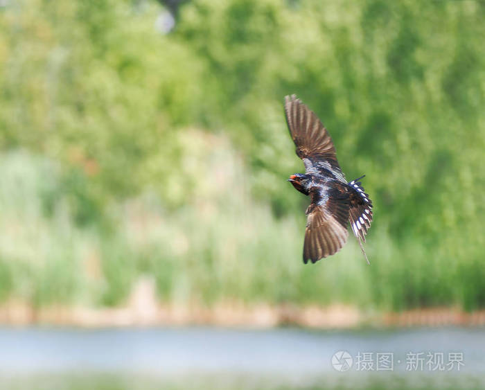 燕子在湖上的飞行