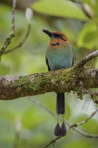 广泛计费的 Motmot 电子 platyrhynchum, 美丽多彩的 Motmot 从中美洲森林, 哥斯达黎加