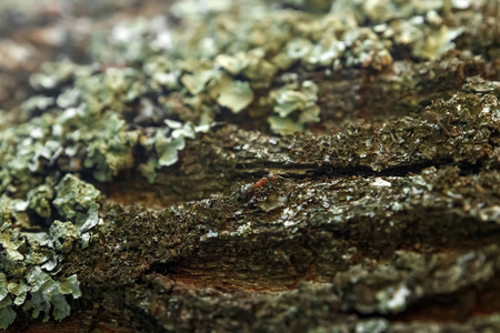 蚂蚁在树的树皮上, 特写。蚂蚁小径。软焦点