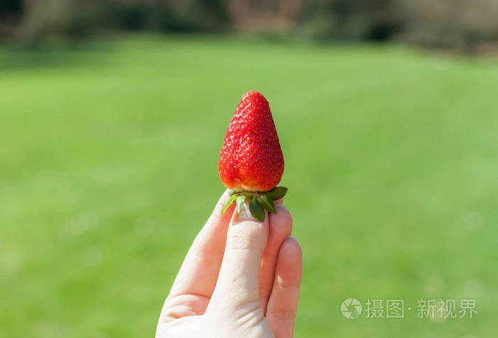 女性手保持一个草莓