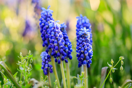 美丽的草甸明亮的蓝色绽放亚美尼亚 muskari