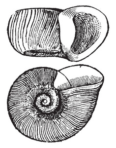 planorbis trivolvis 是一个常见的池塘和河蜗牛, 老式线条绘制或雕刻插图