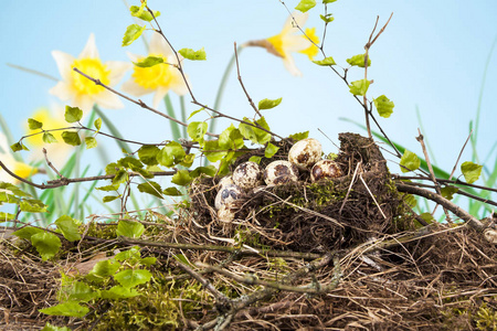 鸟巢中的鹌鹑蛋和自然春天的天气