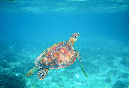海龟在清澈湛蓝的海水中。绿海龟特写。热带珊瑚礁野生动物