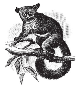 厚尾加拉戈, 这是一个灵长类动物在加拉吉达科的丛林婴儿, 老式线条绘制或雕刻插图