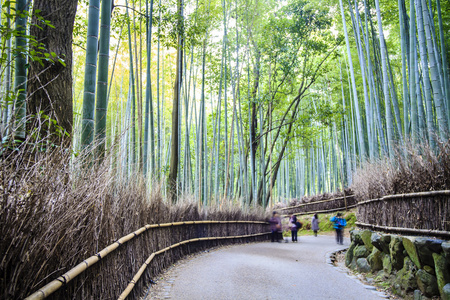 京都 日本绿竹林中岚山