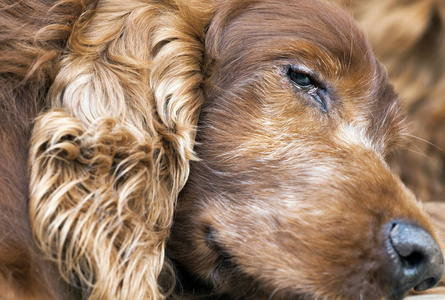 爱尔兰老猎犬狗