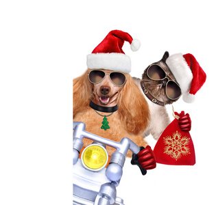 猫和狗在红色的圣诞帽图片