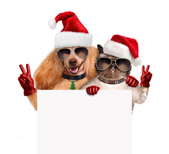 狗和猫用红色圣诞帽的和平手指