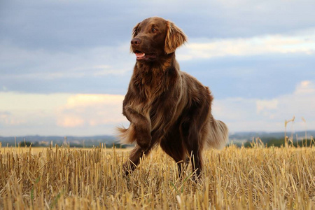 留在茬地里的棕色平涂布猎犬