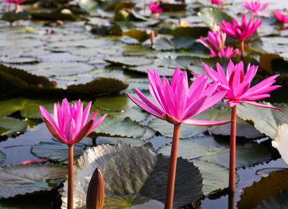 粉红色莲花湖