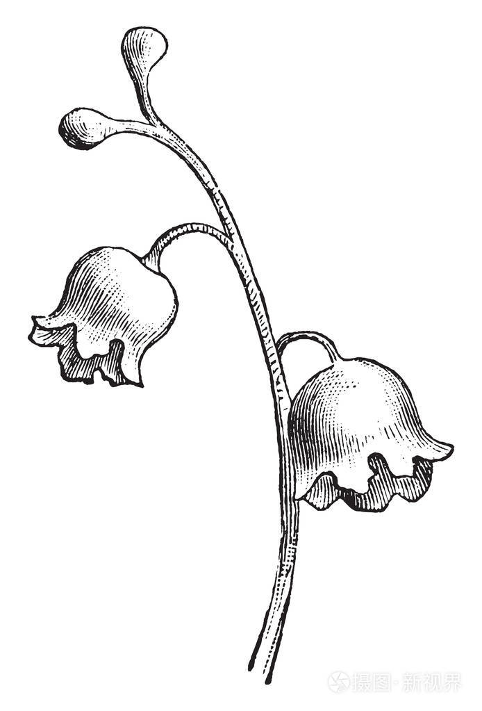 它们的花朵是钟形的, 这些花挂在茎上, 老式的线条画或雕刻插图
