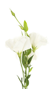 美丽洋桔梗花，白色衬底上分离