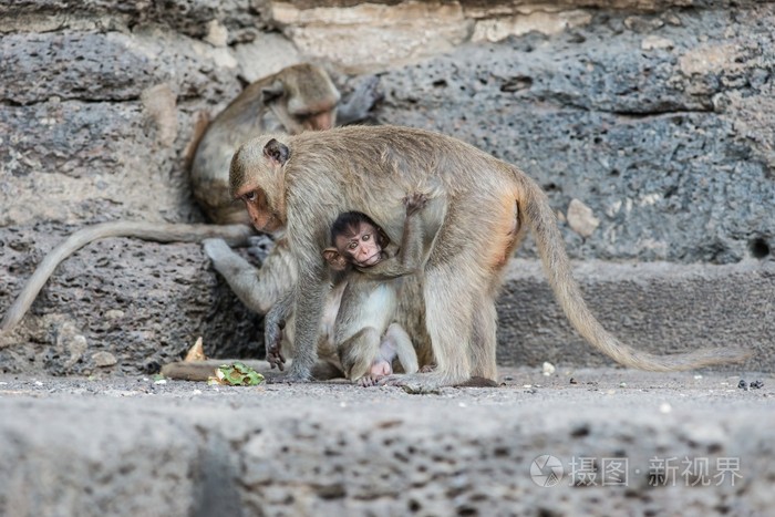 泰国亚洲野生猴子做各种活动