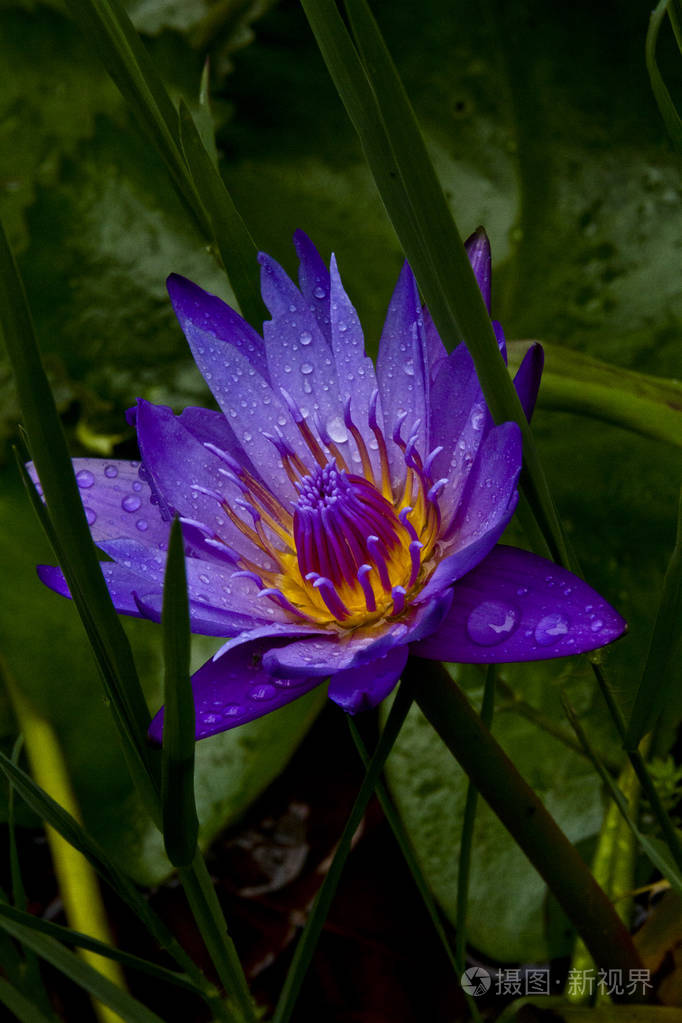 美丽的水百合特写照片是在雨停后拍摄的