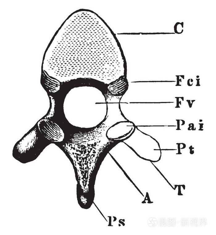椎骨结构图手绘图片