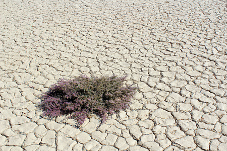 在 sossusvlei 死谷，nanib 沙漠附近 sesr 蓬勃发展的植物