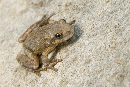 加利福尼亚州树蛙 pseudacris cadaverina 坐在一块大石头