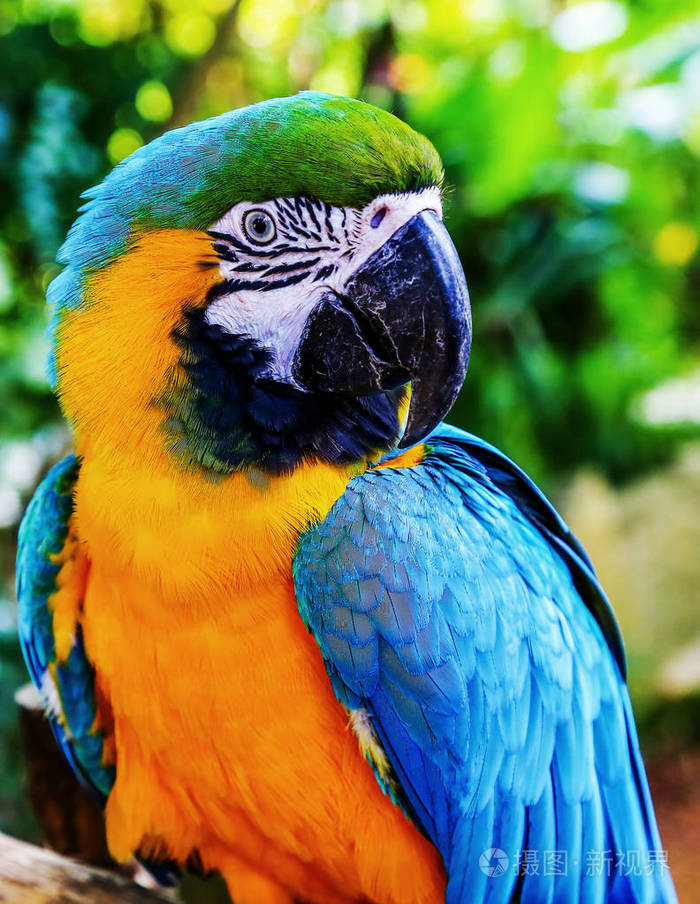 蓝黄金刚鹦鹉coloreful鹦鹉