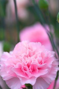 可爱的粉色康乃馨