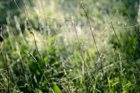 蜘蛛的 web 特写在清晨中的字段