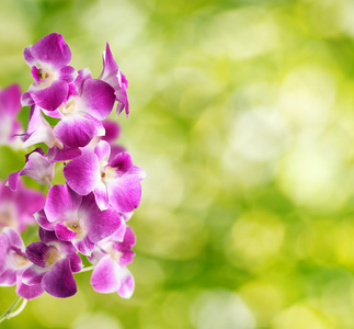 紫色和白色的兰花花绿色自然背景