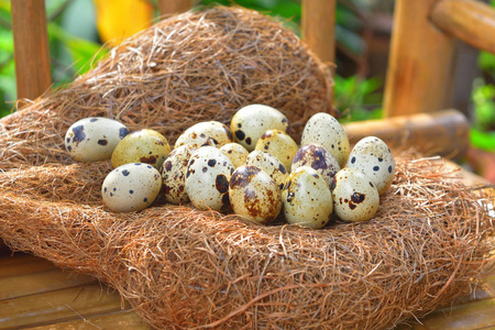 鹌鹑蛋在干草的巢