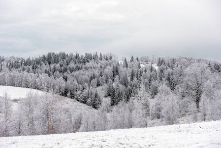 冬季乡村景观雪覆盖的树木和丘陵