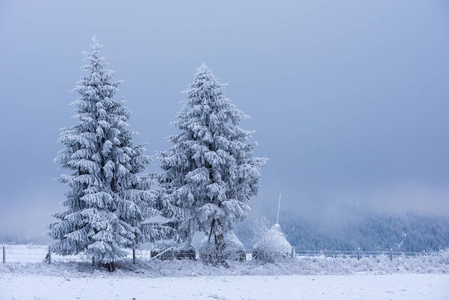 大雪覆盖了群山中的冰冻树木。圣诞节时间, 寒假概念