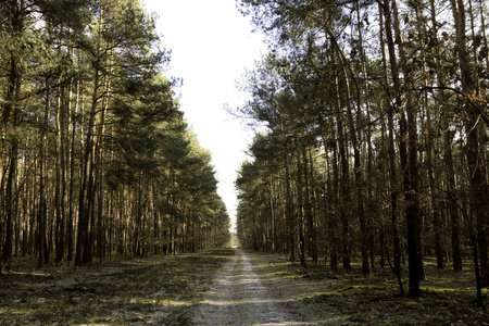 阳光明媚的冬日在 Kampinos 国家公园波兰