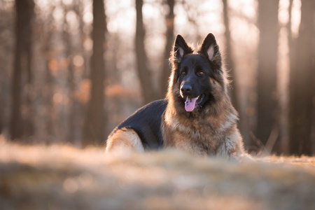 春天早晨太阳下的德国牧羊犬肖像