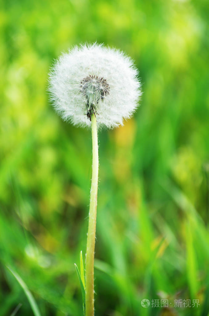 单独蒲公英在绿色草背景
