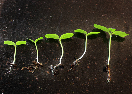 植物生长期图片