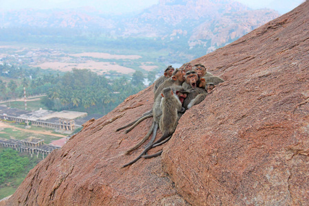 猴子睡在清晨的山亨比, 印度