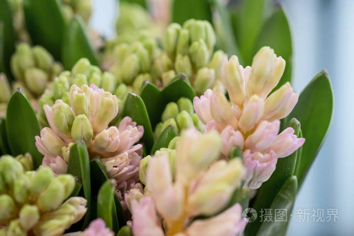 彩色风信子花花束特写