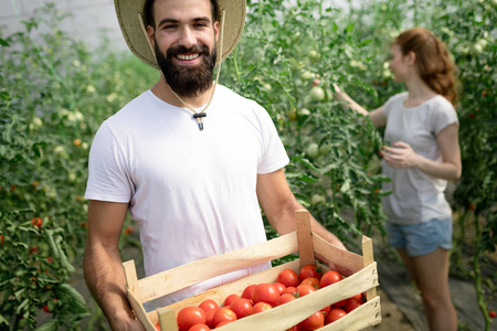 妇女和男子收集收获番茄在温室农场