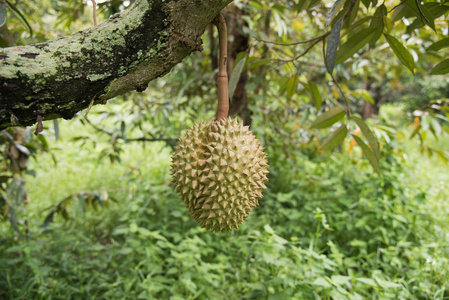 在那棵树上的榴莲