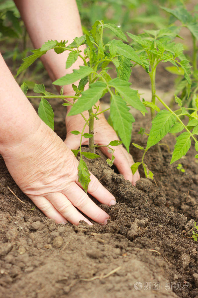 在菜园里种植番茄幼苗的农夫的手