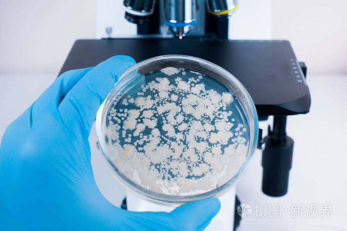 实验室显微镜和培养皿与细菌显微镜下细菌培养的分析显微镜下细菌的