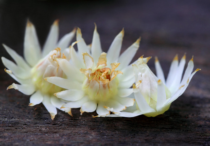 印度次大陆的依朗芷硬或 bokul 花