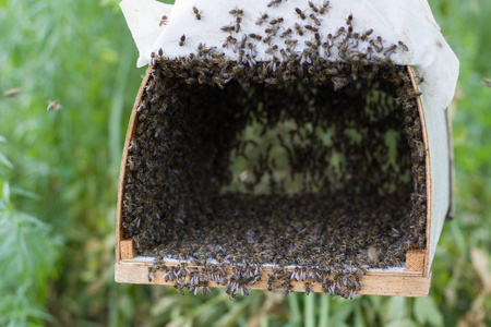 树上的一群蜜蜂照片