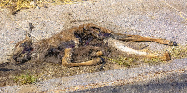 长颈鹿躺下会死图片