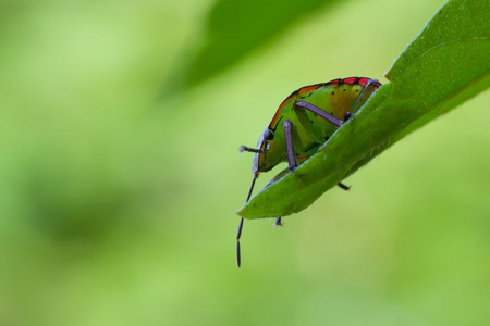 nezara viridula