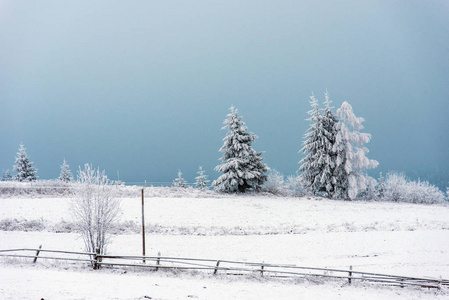 冬季乡村景观雪覆盖的树木和丘陵