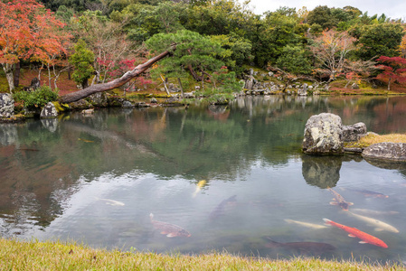 天龙寺寺池塘中的禅宗花园与鱼在秋季季节, 岚山京都, 日本, 美丽的红叶五颜六色的叶子